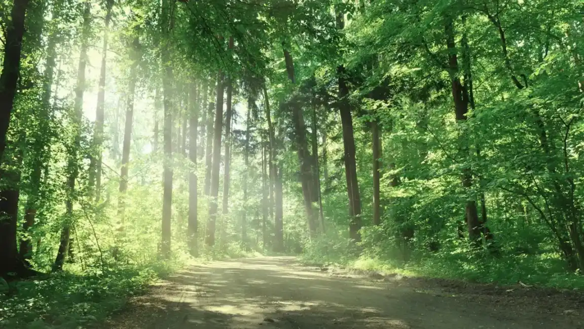 Moody Forest Background